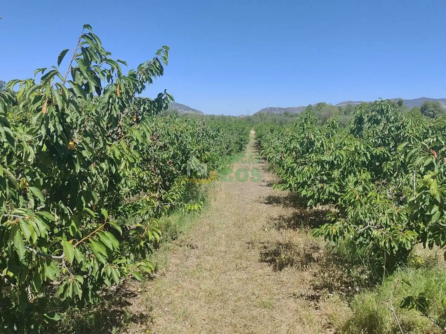 Land for sale in Garcia