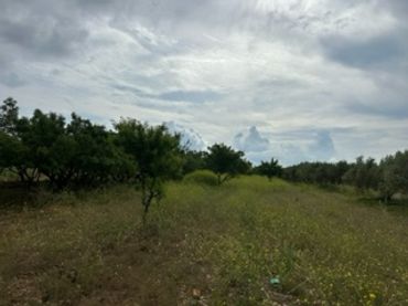 Terreno rustico in vendita a Ribera de Cabanes