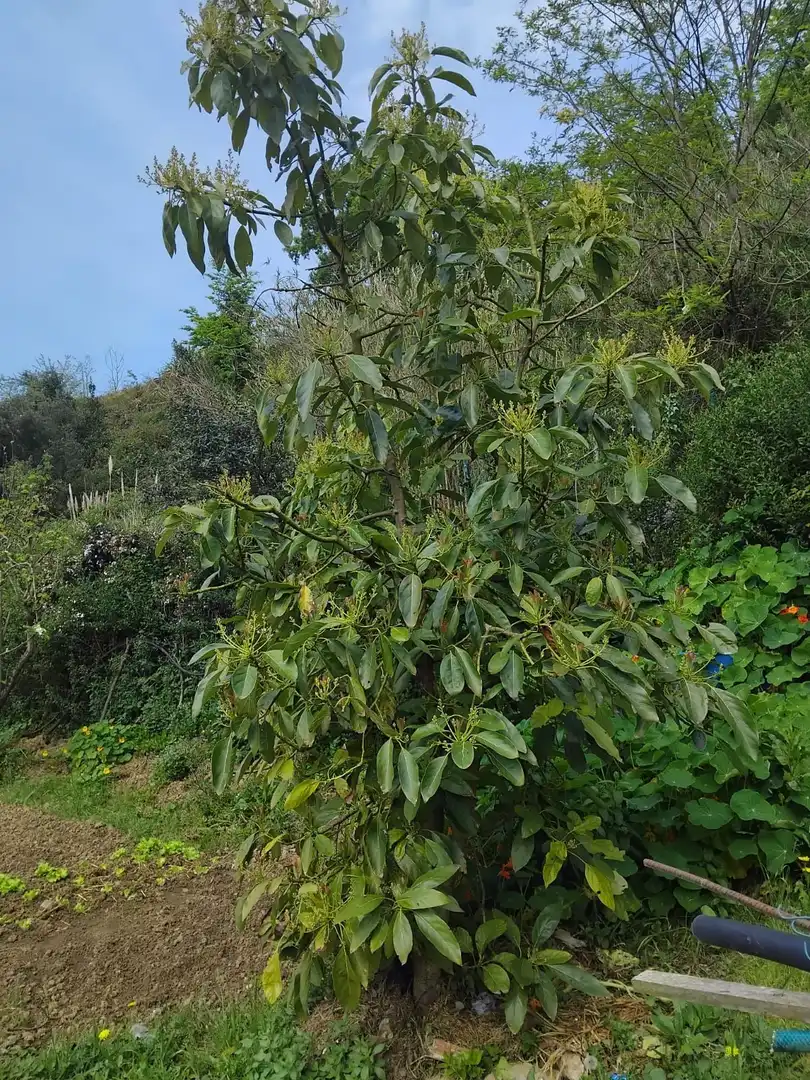 Garden of Land for sale in Zierbena