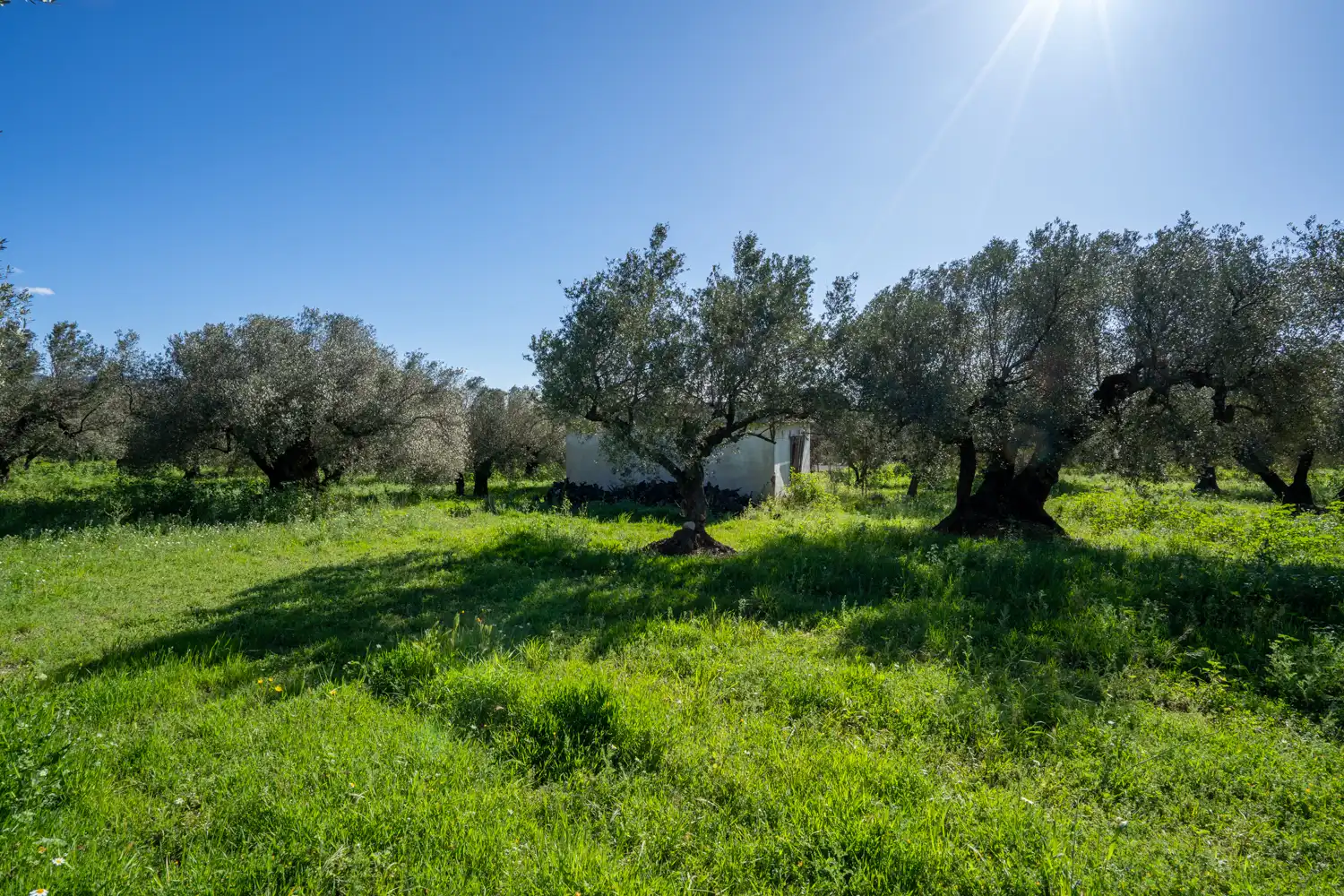 Terreno en venta en Rossell, Castellón