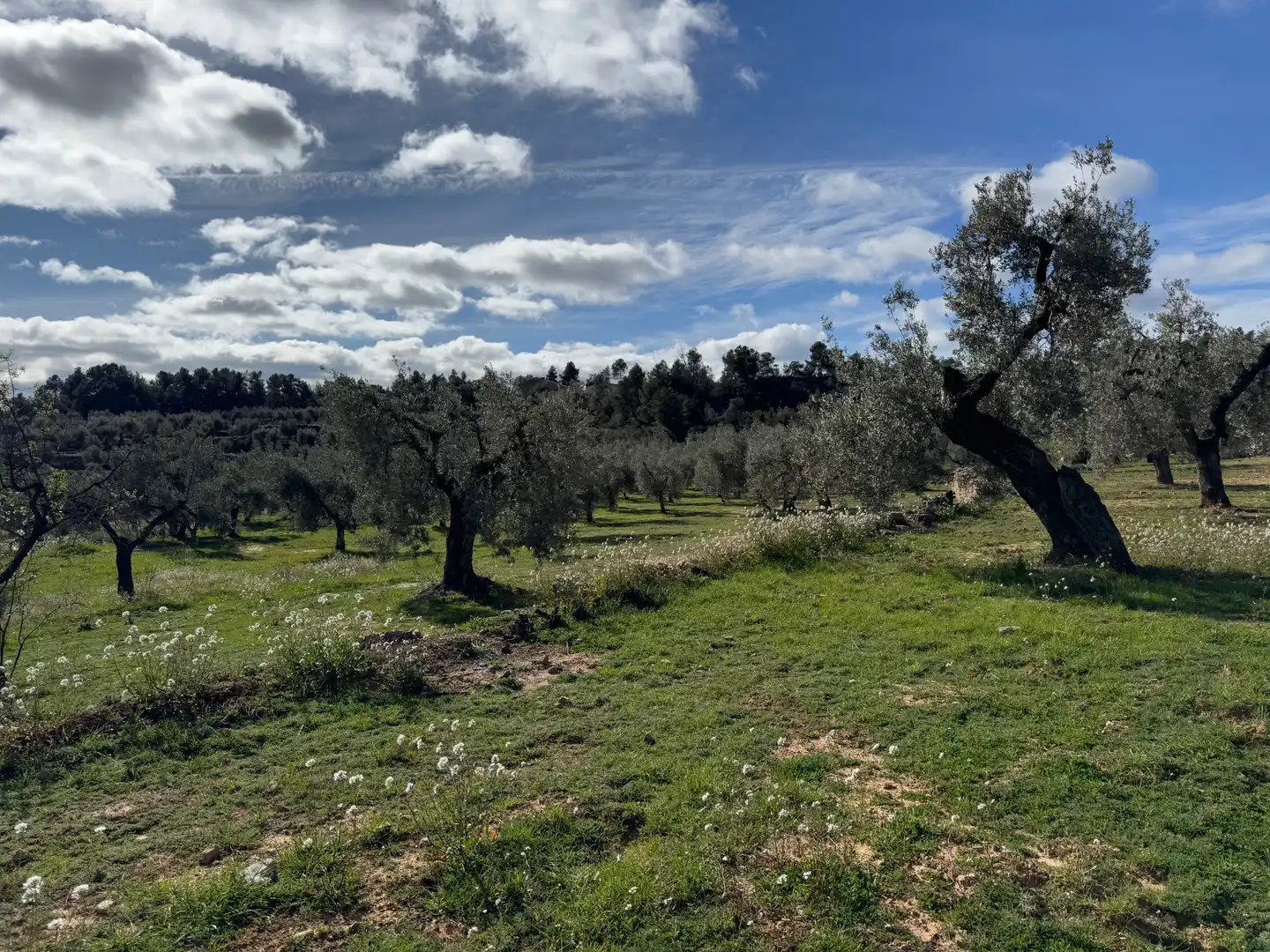 Terreni e lotti in vendita a Valderrobres, imagen 6