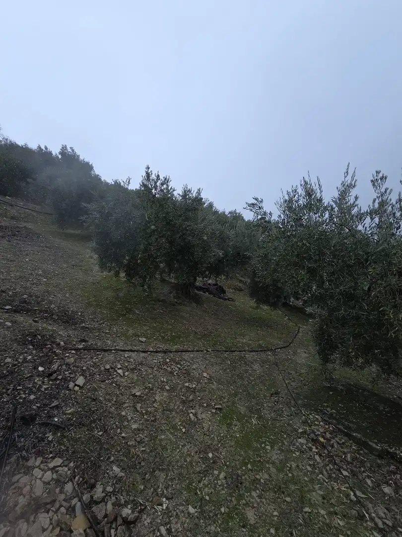 Finca rústica en venta en Jaén