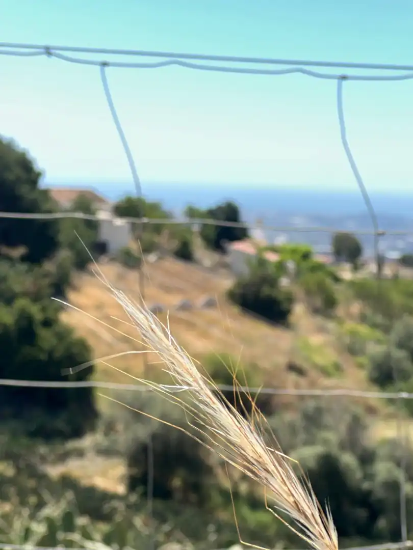 Terreni e lotti in vendita a Vélez-Málaga ciudad, imagen 7