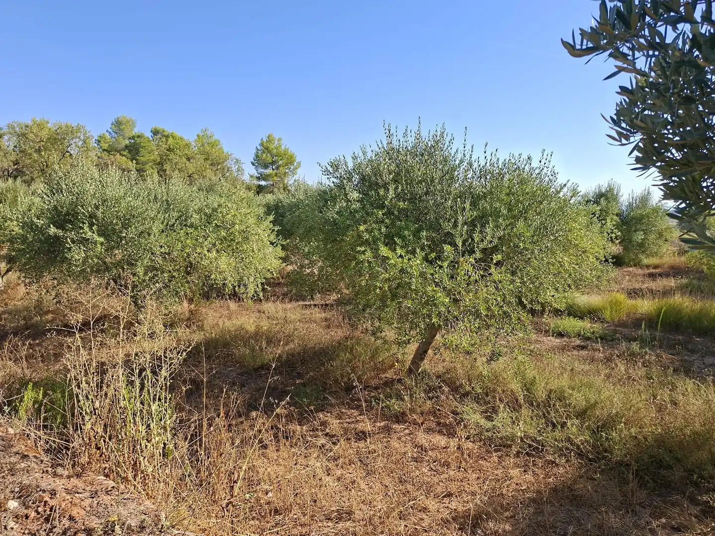 Terreno rustico in vendita a Diseminado Diseminats 6, imagen 12