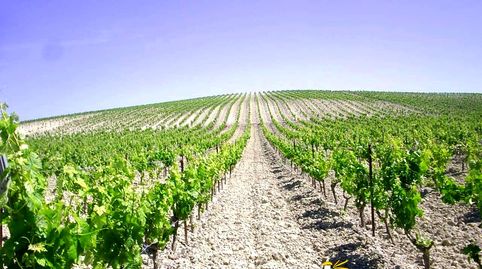 Finca rustica con viña