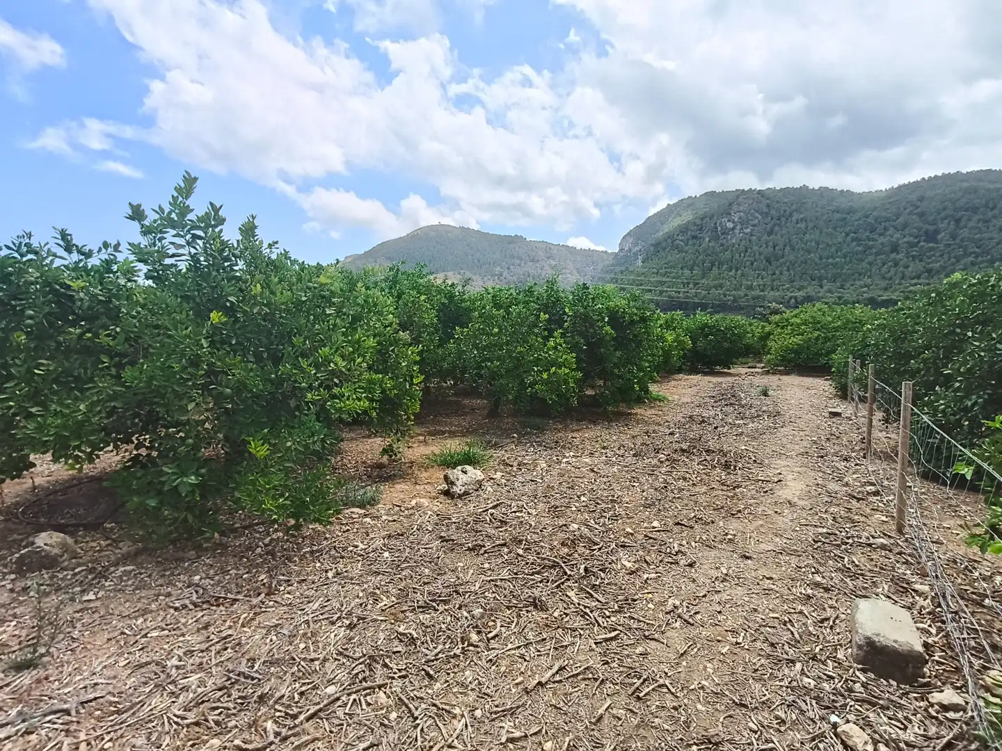 Rural land for sale in Partida Pla 42, imagen 5