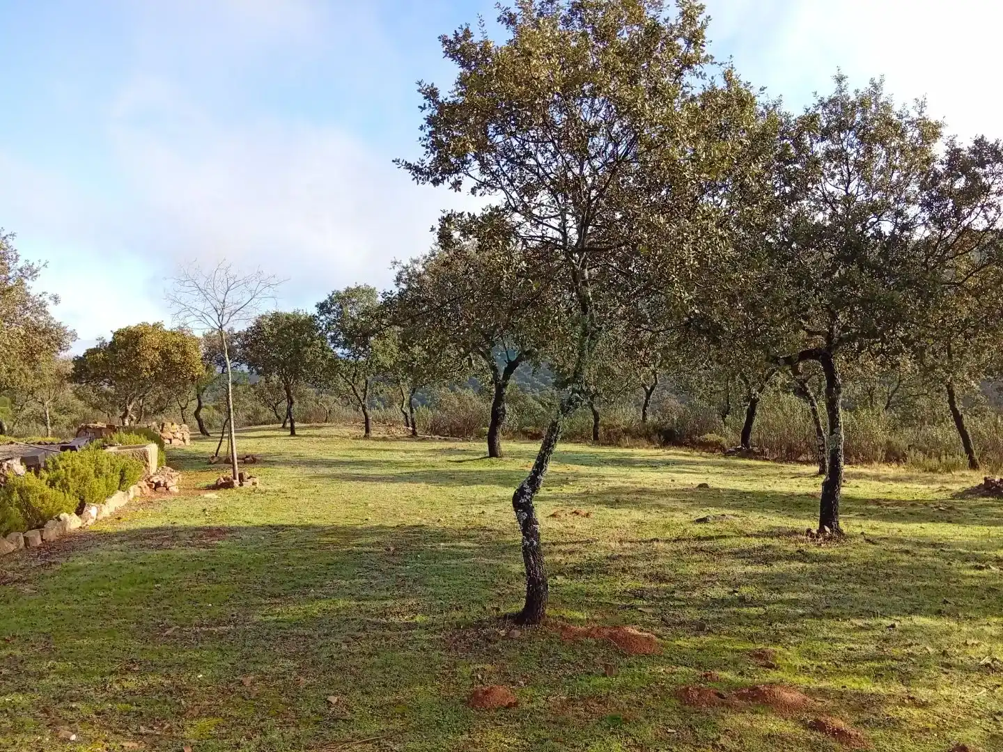 Finca rústica en venta en Pedroche