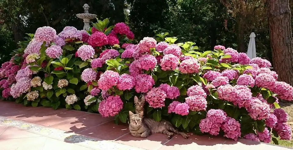 Villa mit Garten zum Verkauf in Platja d'Aro, imagen 29