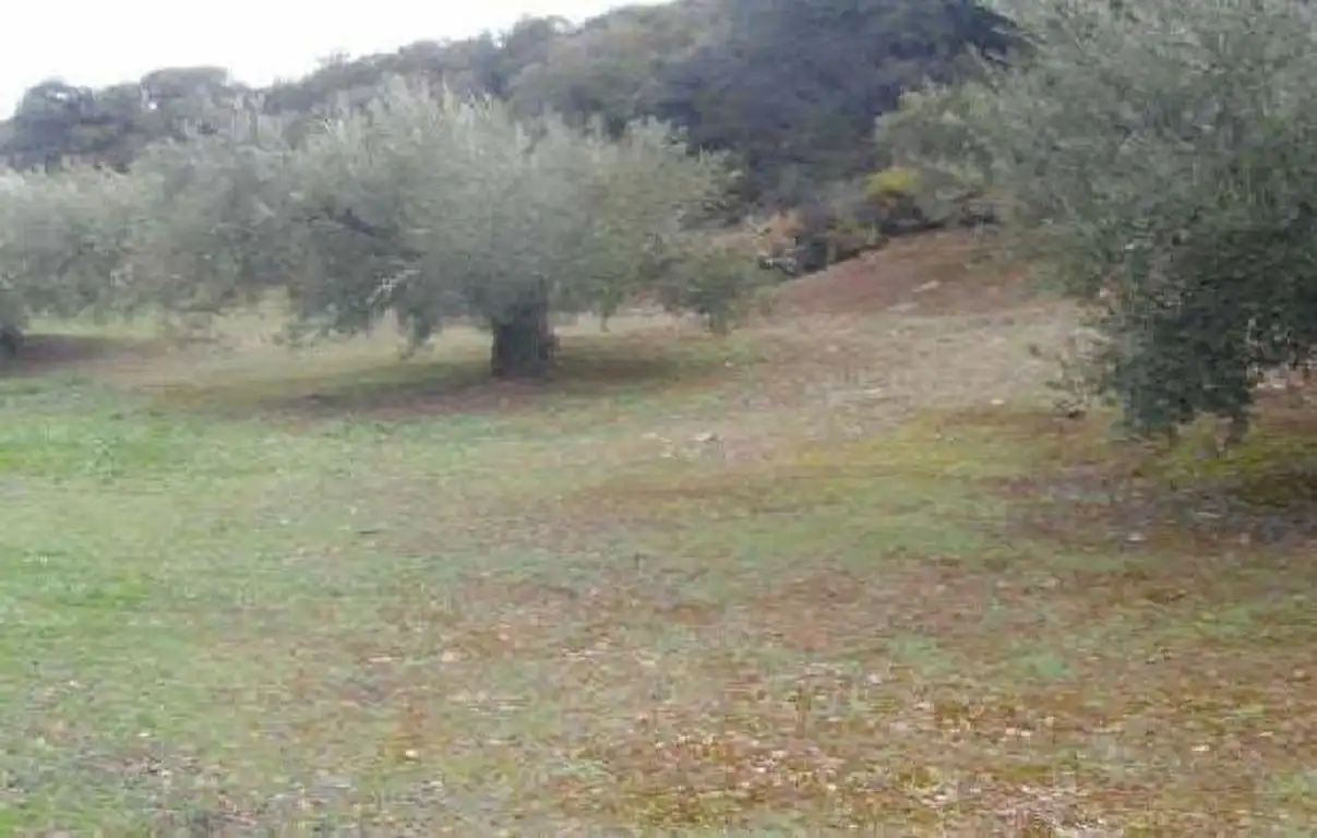 Terreni e lotti in vendita a Martos