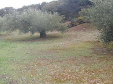 Rustikales Grundstück zum Verkauf in Martos