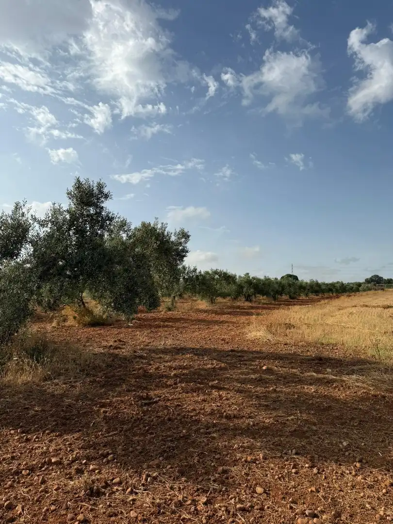 Terreni e lotti in vendita a Carmona, imagen 3