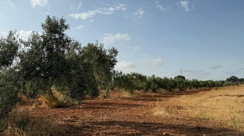 Foto 3 de Terreno en venta en Carmona, Sevilla