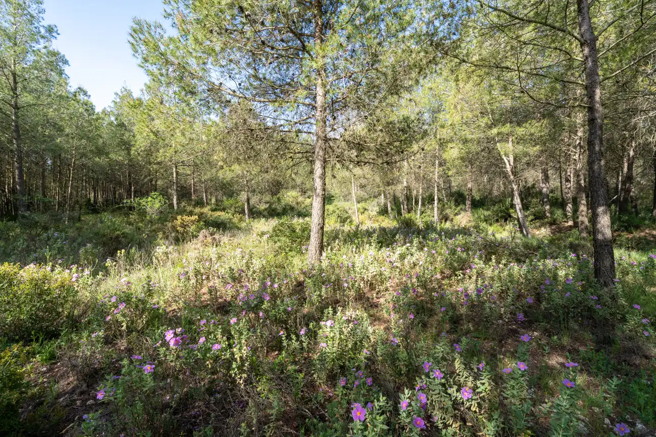 Maison rustique avec jardin à vendre à CV-590 41, imagen 40