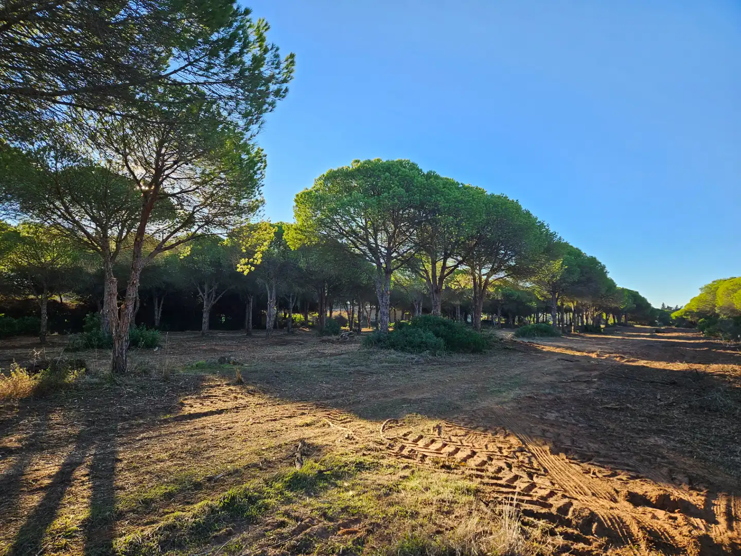 Terreny rústic en venda a Las Lagunas - Campano, imagen 2