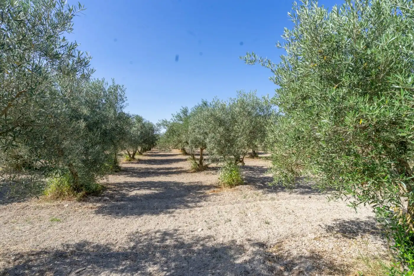 Rural land for sale in Centro, imagen 5