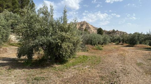 FINCA EN VENTA, immagine 3