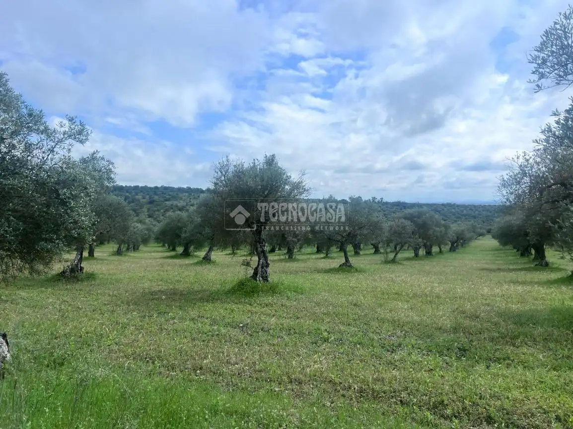 Terreno rustico in vendita a Casco Antiguo, imagen 18