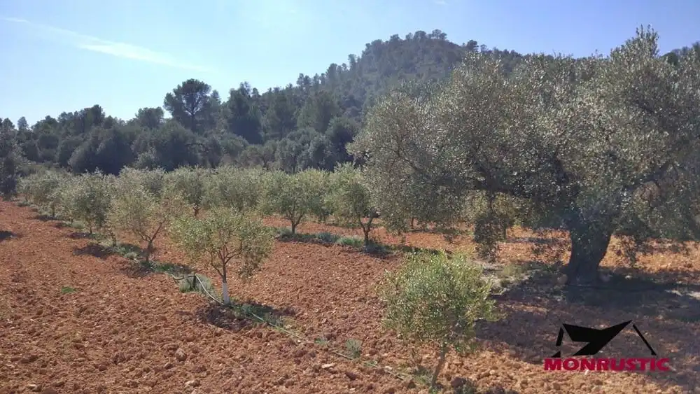 Terrain rustique à vendre à Riba-roja d'Ebre, imagen 10
