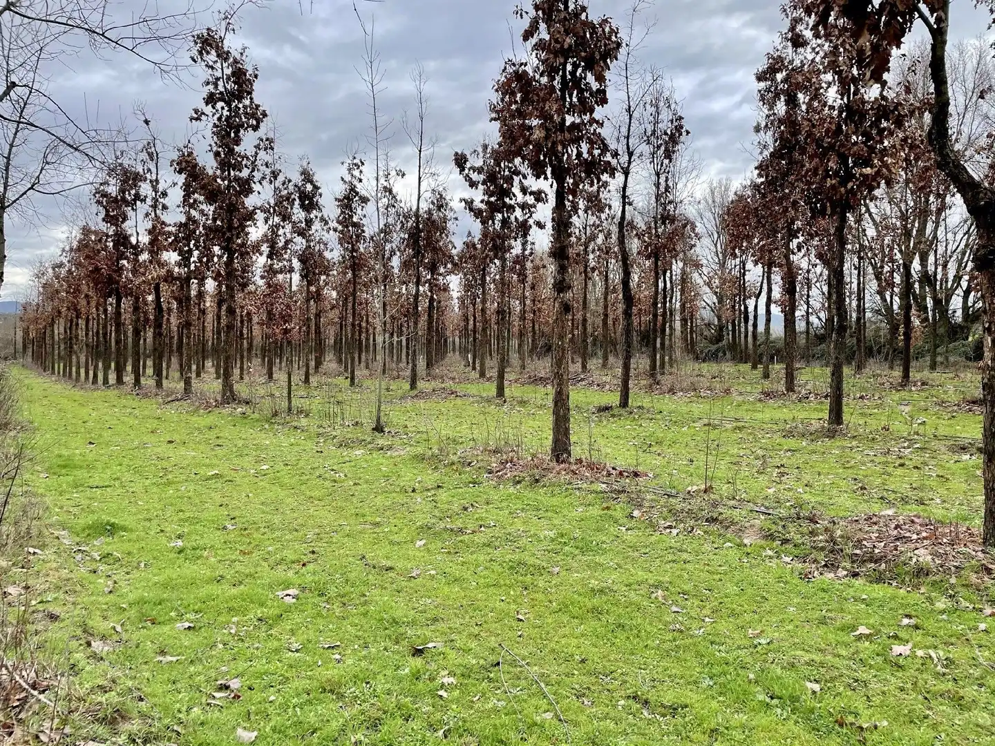 Terreni e lotti in vendita a Oliva de Plasencia, imagen 5