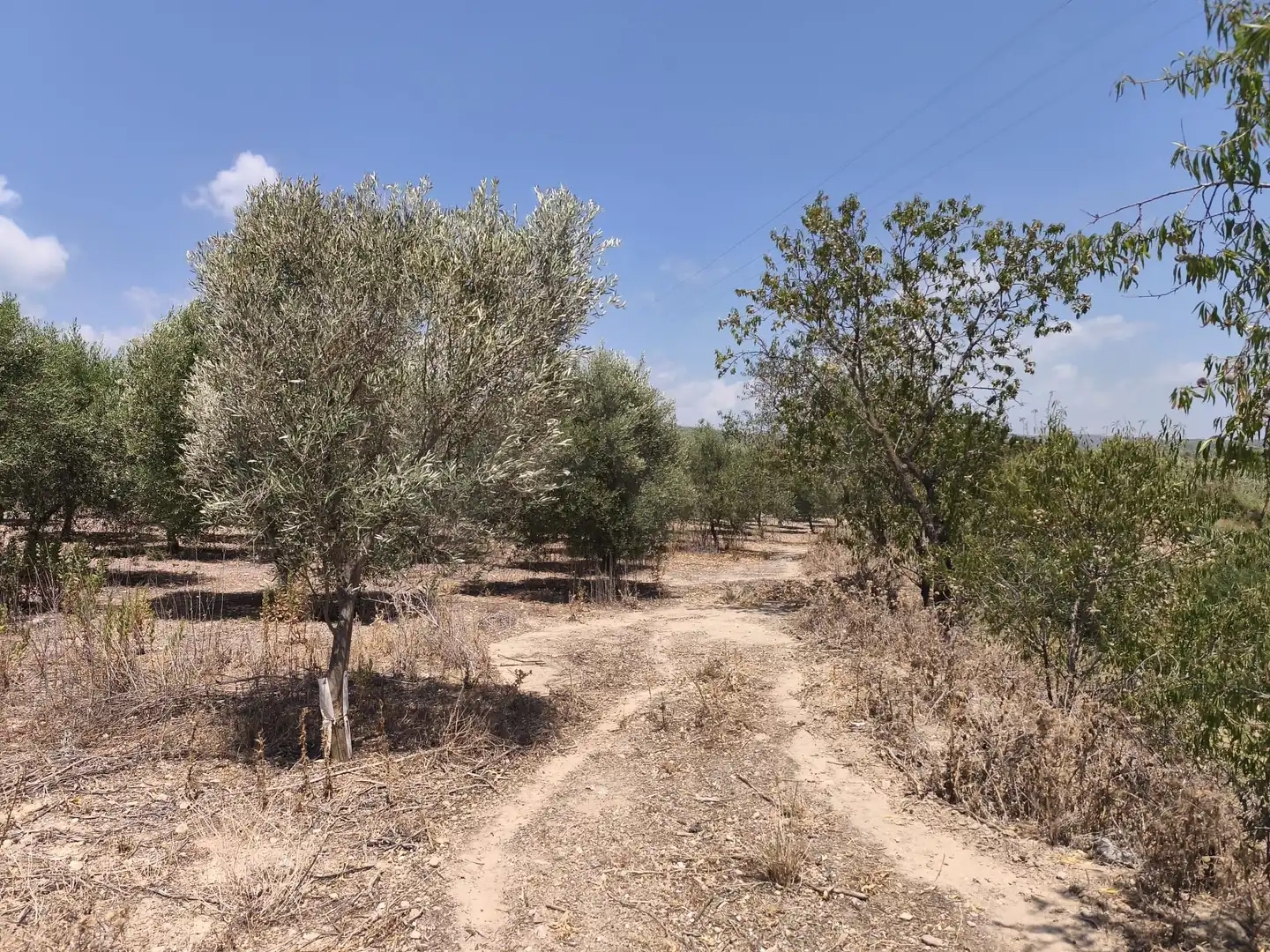 Rustikales Grundstück zum Verkauf in Sant Jaume dels Domenys, imagen 25