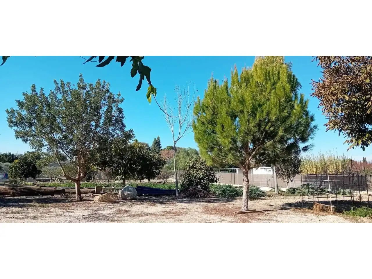 Terreny rústic en venda a Camino Paraje, imagen 2
