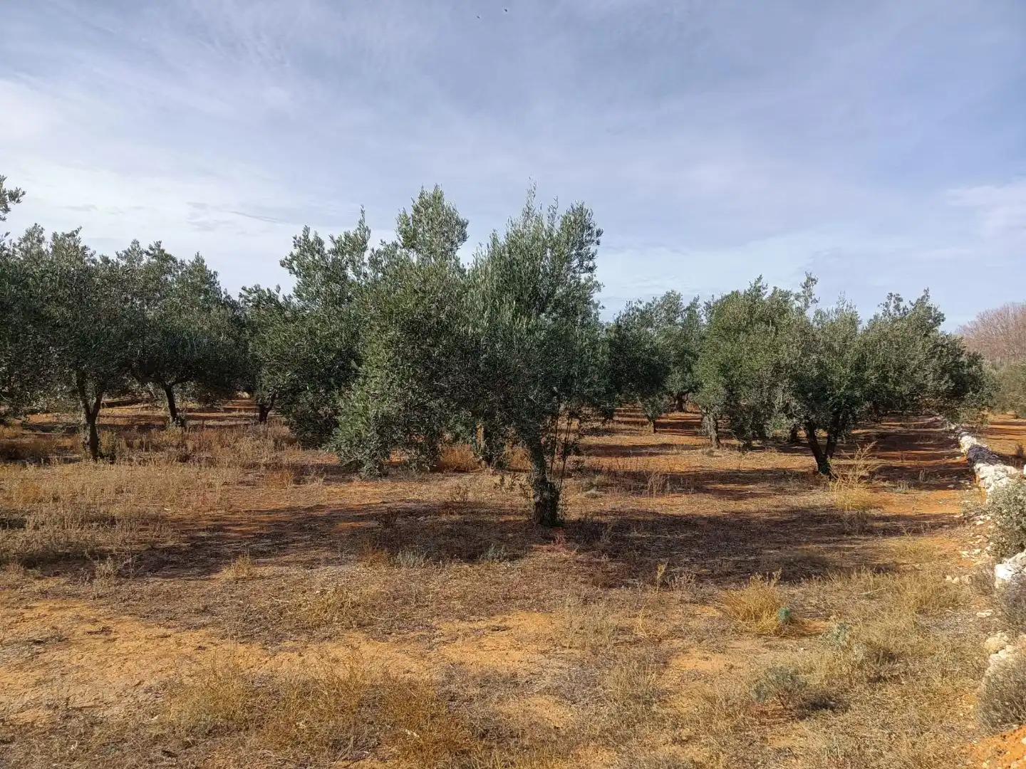 Grundstücke zum Verkauf in Enguera, Valencia