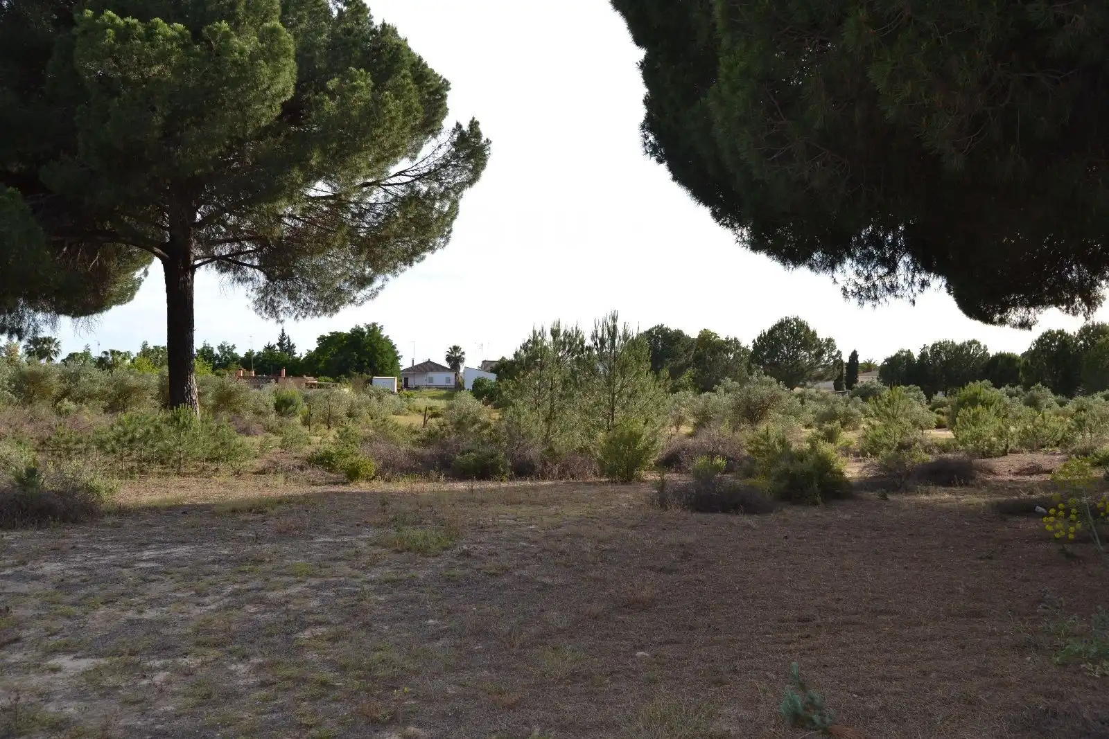 Terreni e lotti in vendita a Hinojos, imagen 11
