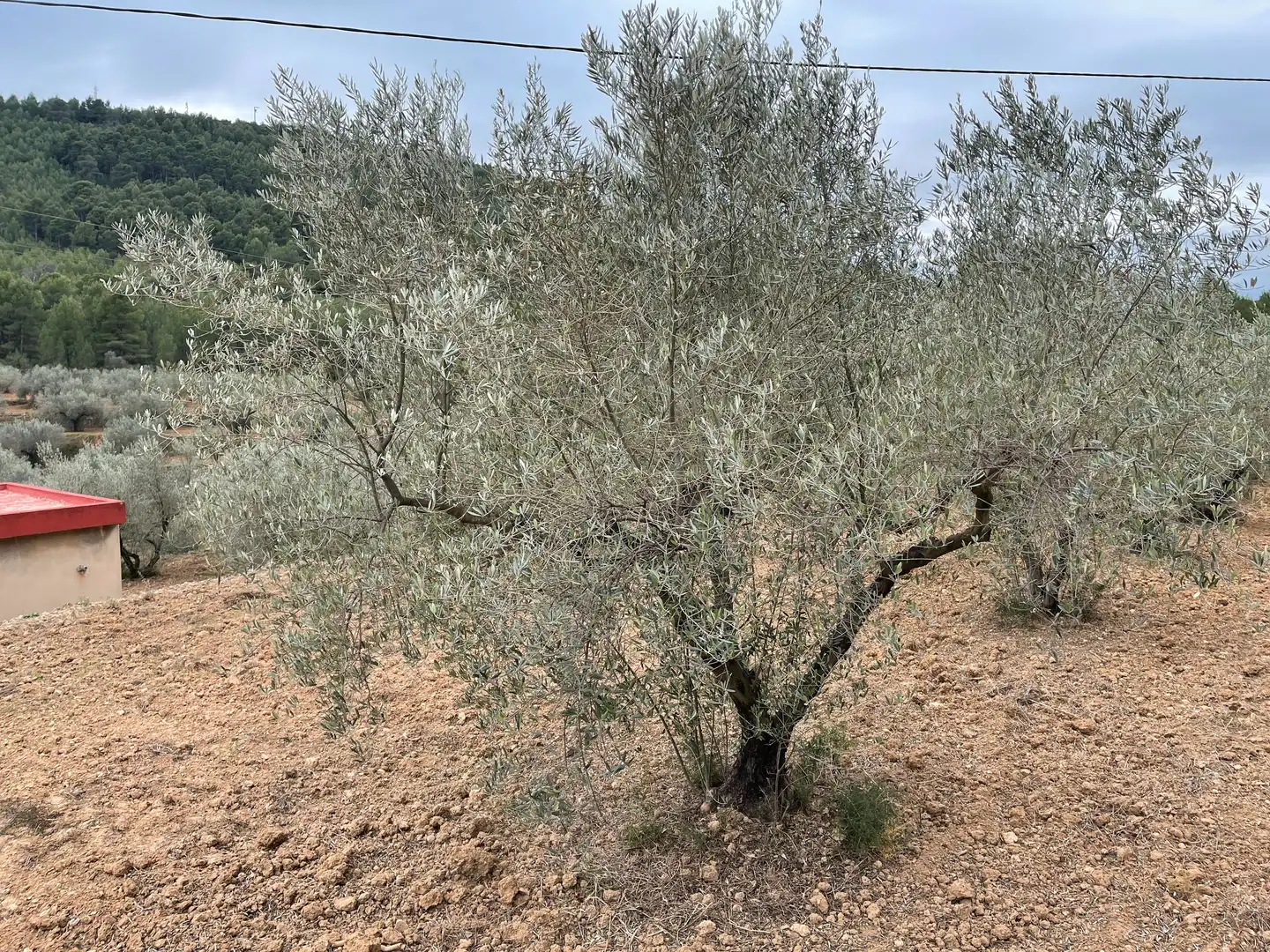 Rustikales Grundstück zum Verkauf in L'Alcora, imagen 11