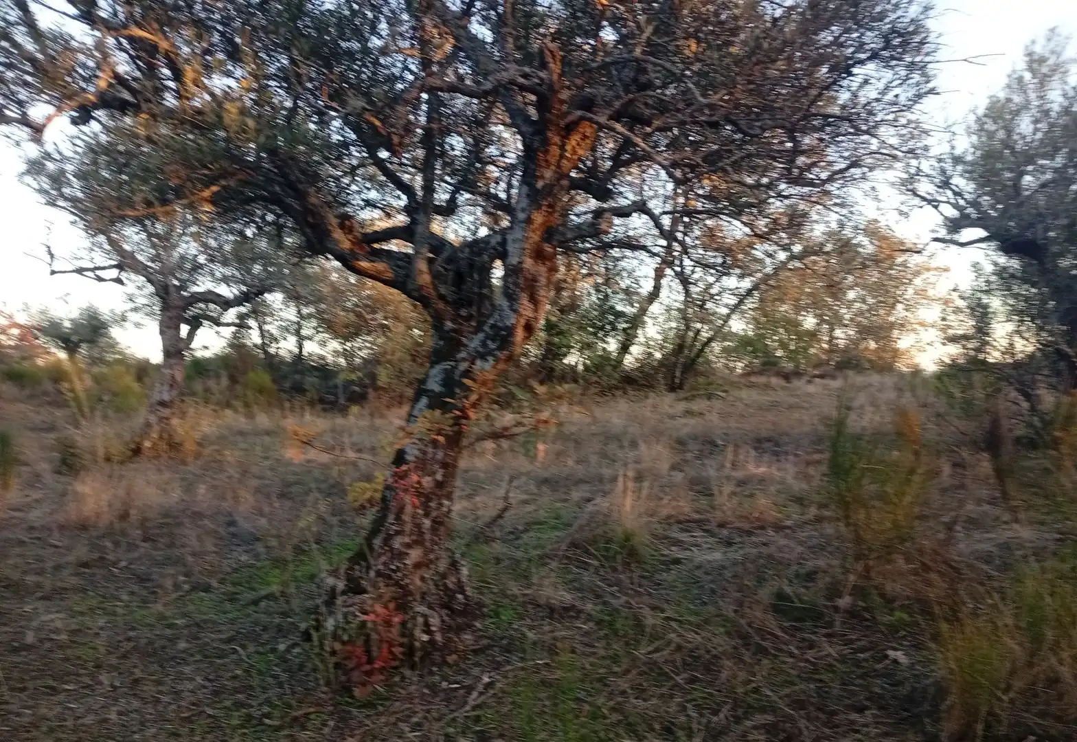 Terreni e lotti in vendita a Viandar de la Vera, imagen 15