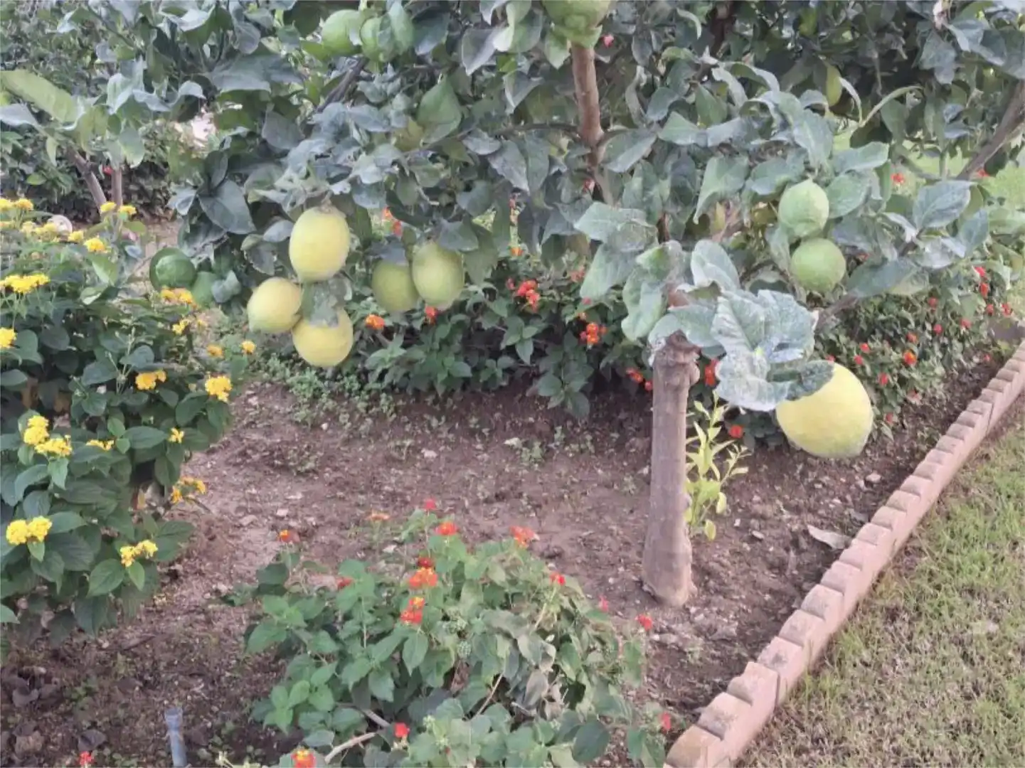 Garden of Houses for rent in Guaro, Málaga