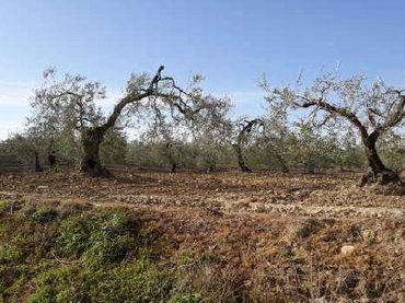 Rustikales Grundstück zum Verkauf in Albaida del Aljarafe