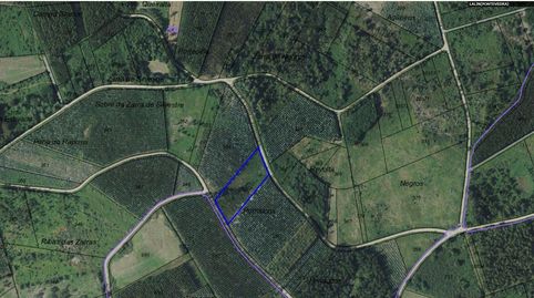 FINCA RECIÉN PLANTADA DE EUCALIPTOS EN O CORPIÑO