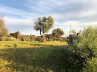 Rural land for sale in Aldea del Cano