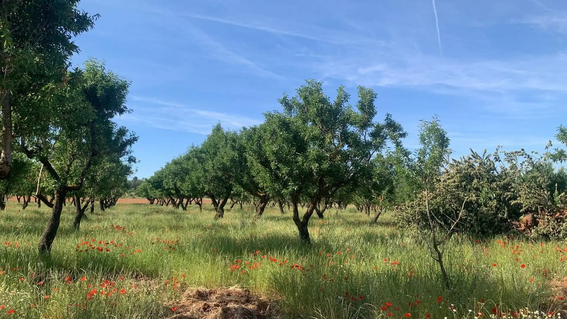 Terrain résidentiel à vendre à Ayora, imagen 3