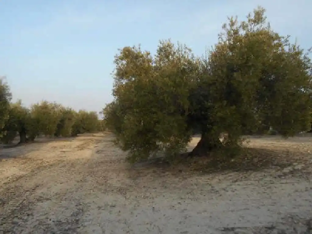 Terreni e lotti in vendita a Martos