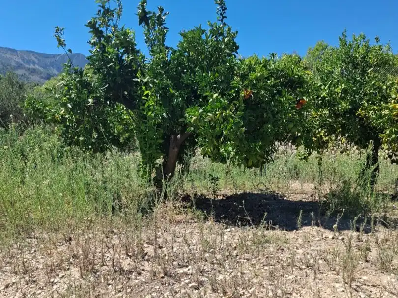 Grundstücke zum Verkauf in Beniardà