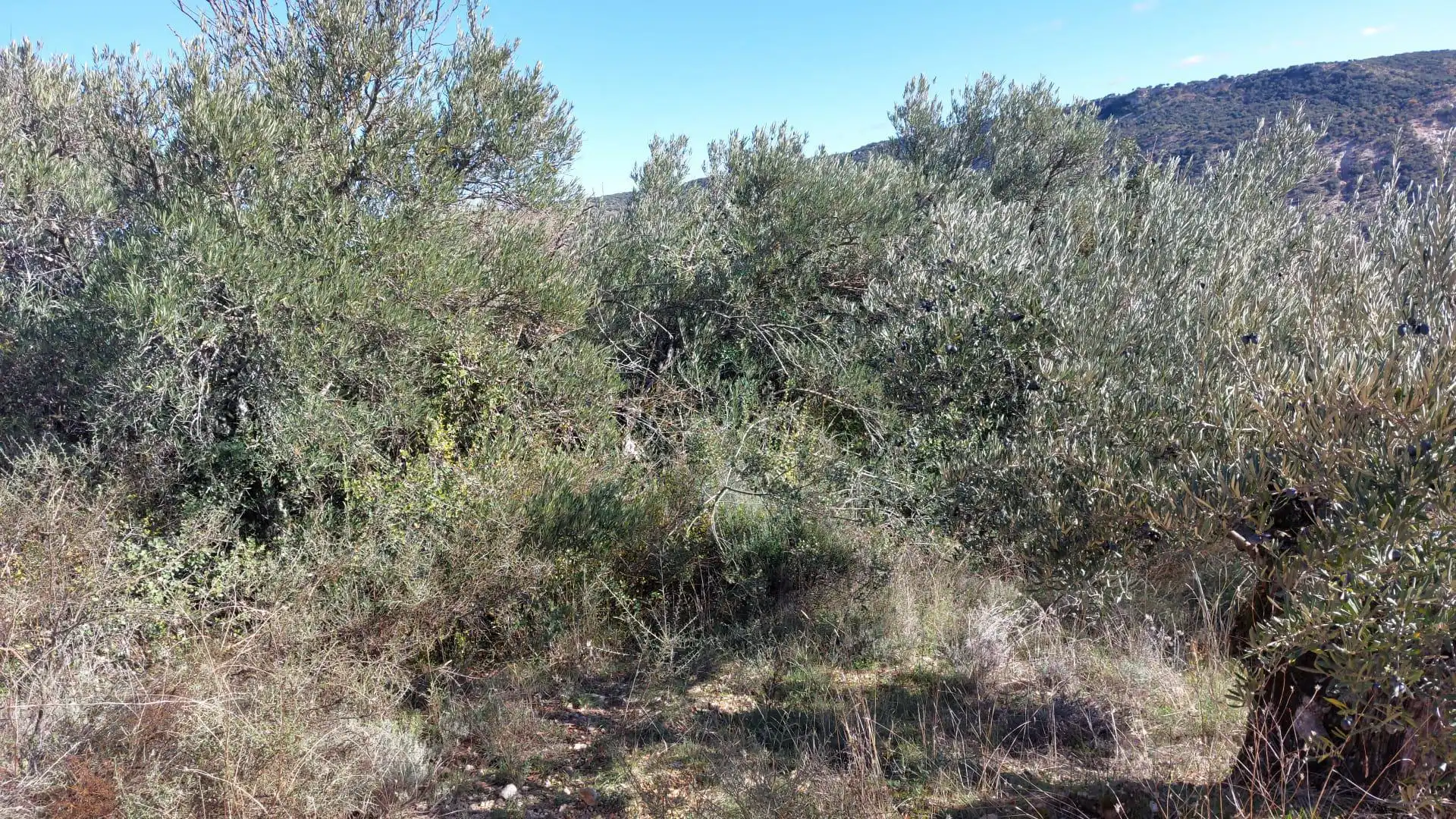 Grundstücke zur Miete in Loranca de Tajuña