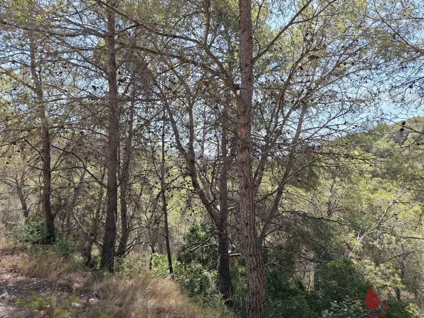 Lands and plots for sale in LES PLANES, imagen 3
