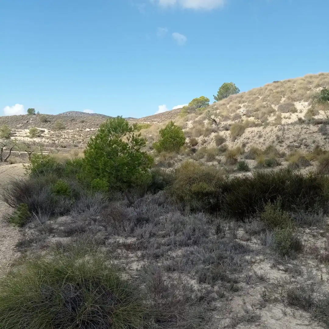Terrain rustique à vendre à Hondón de las Nieves / El Fondó de les Neus, imagen 11