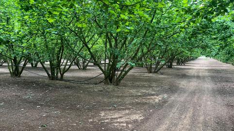 Photo 3 of Land for sale in  la Selva del Camp, La Selva del Camp, Tarragona