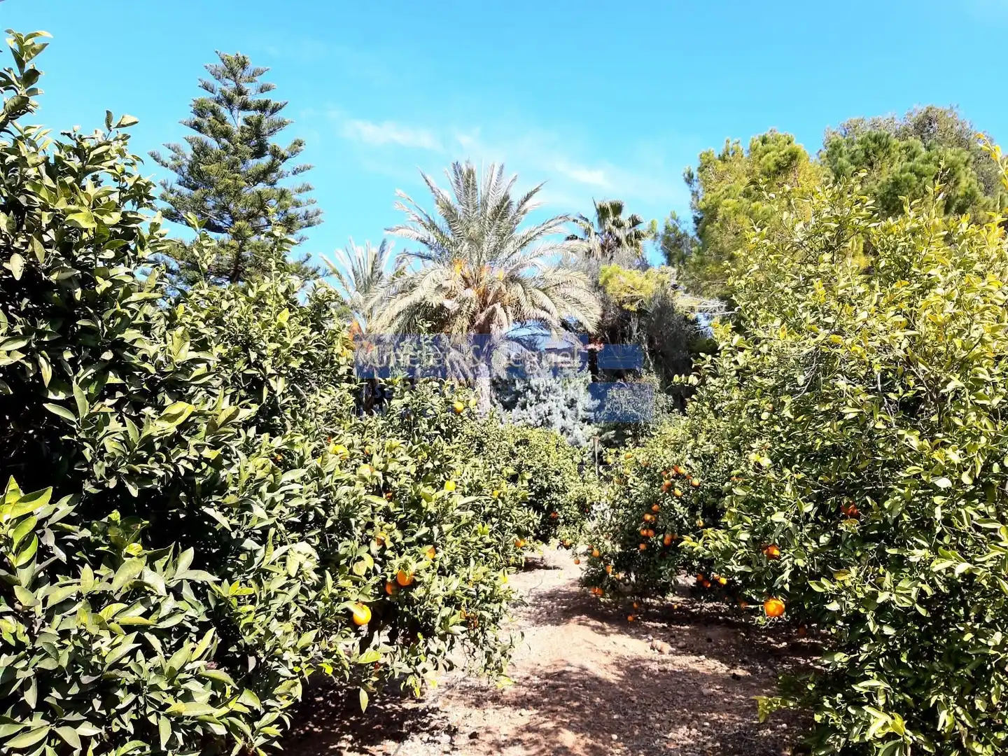 Jardín de Casa o chalet en venta en Albalat dels Tarongers con Terraza