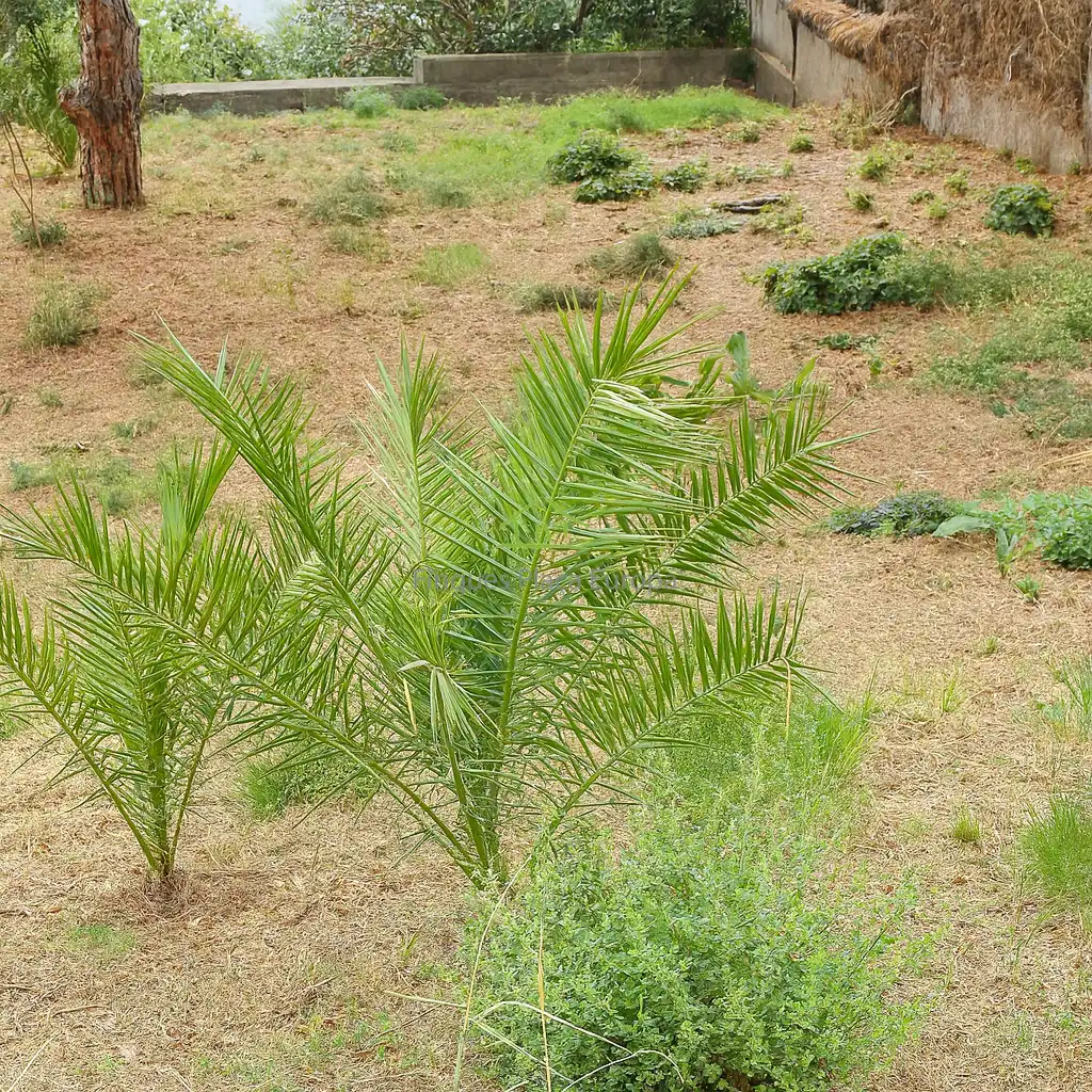 Jardí de Residencial en venda en Castell d'Aro, Platja d'Aro i s'Agaró