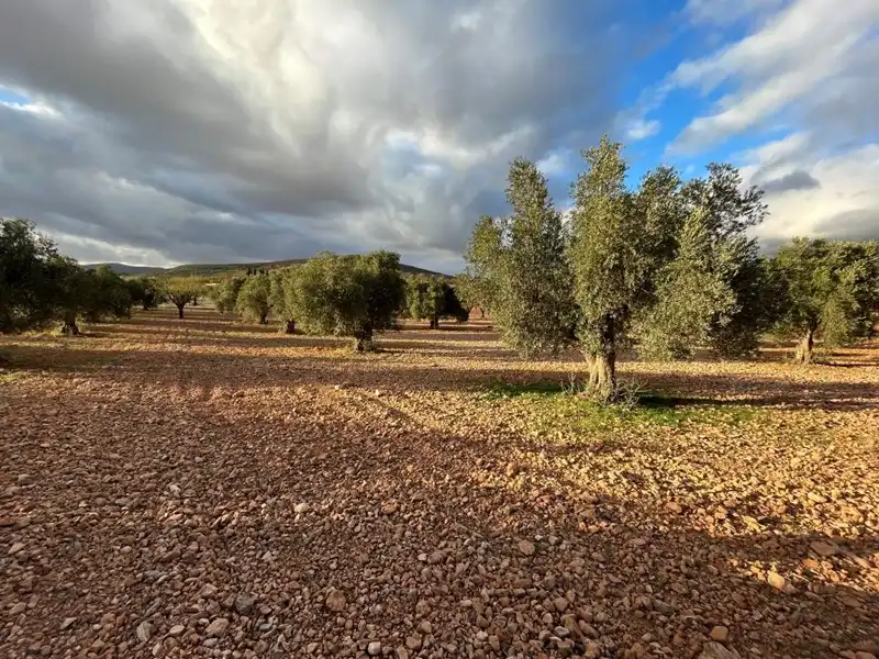 Terreny rústic en venda a Villamena, imagen 8