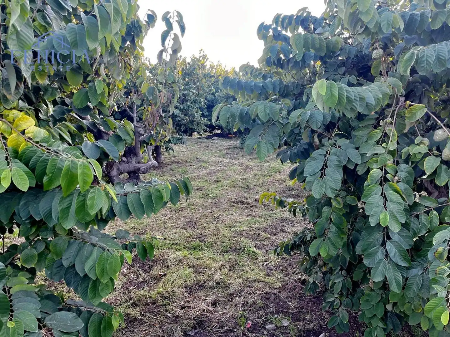 Terreni e lotti in vendita a Almuñecar centro, imagen 4