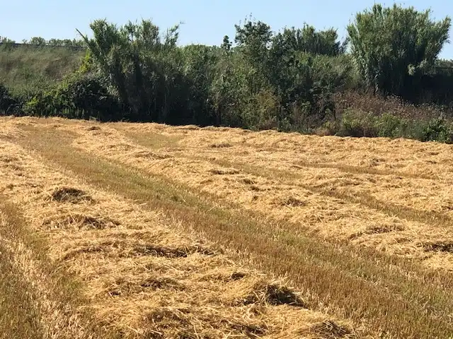 Terreny rústic en venda a Navarrete, imagen 2