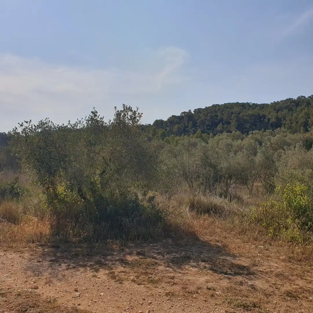 Rustikales Grundstück zum Verkauf in El Pinell de Brai, imagen 8