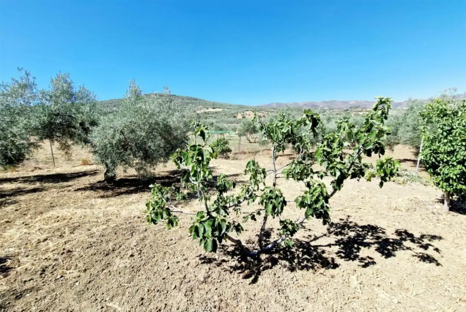 Casa o chalet de alquiler en Riogordo con Jardín privado