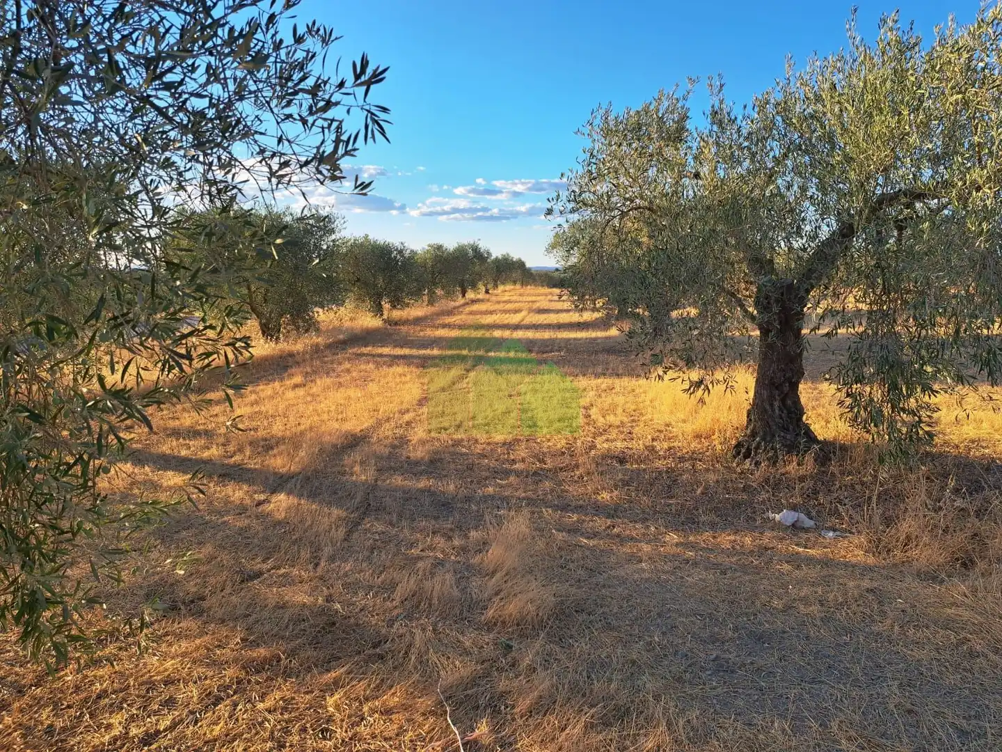 TIERRA DE SECANO PLANTADA DE OLIVOS, imatge 4