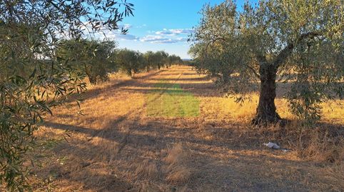 TIERRA DE SECANO PLANTADA DE OLIVOS, imatge 4