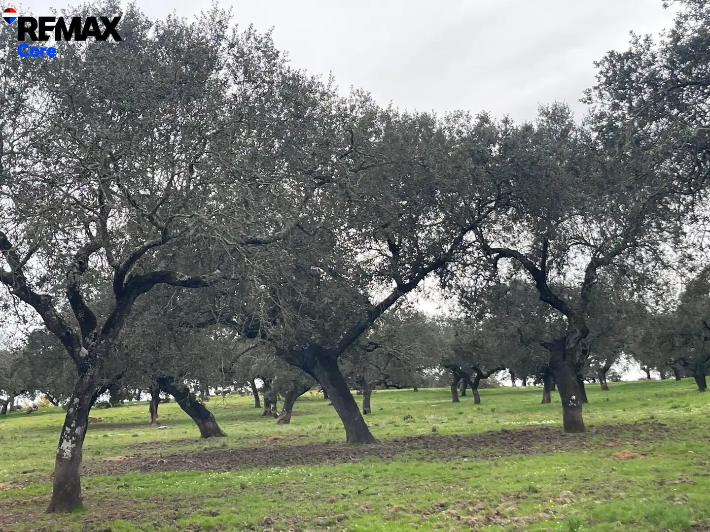 Terreni e lotti in vendita a Jerez de los Caballeros, imagen 7